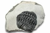 Curled Pedinopariops Trilobite - Mrakib, Morocco #287669-1